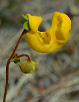 Unknown Slipper (seems quite similar, yet still distinct from Capachito (Calceolaria biflora) below.